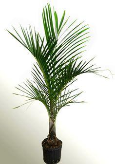 Hyophorbe verschaffeltii - 'Spindle' palm