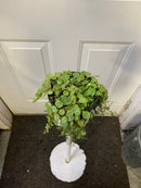 Peperomia Prostrata - String of turtles