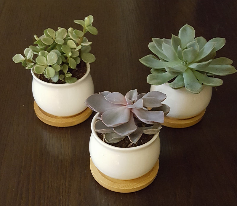 Succulent Gift Pack