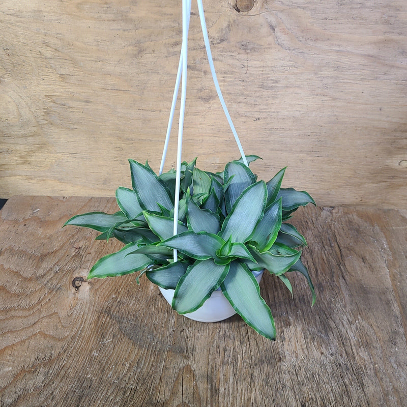 Tradescantia Silver Spathacea