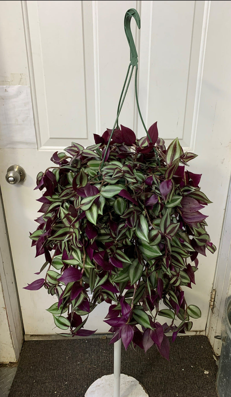 Tradescantia zebrina 'red gem'