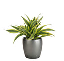 Dracaena deremensis 'Warneckii' - Lemon Lime