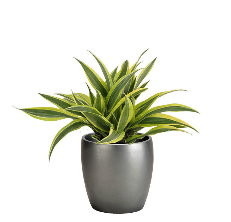 dracaena deremensis warneckii Dracaena deremensis 'Warneckii'