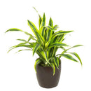 Dracaena deremensis 'Warneckii' - Lemon Lime