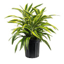 Dracaena deremensis 'Warneckii' - Lemon Lime
