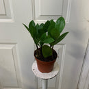 Zamioculcas zamiifolia (ZZ)