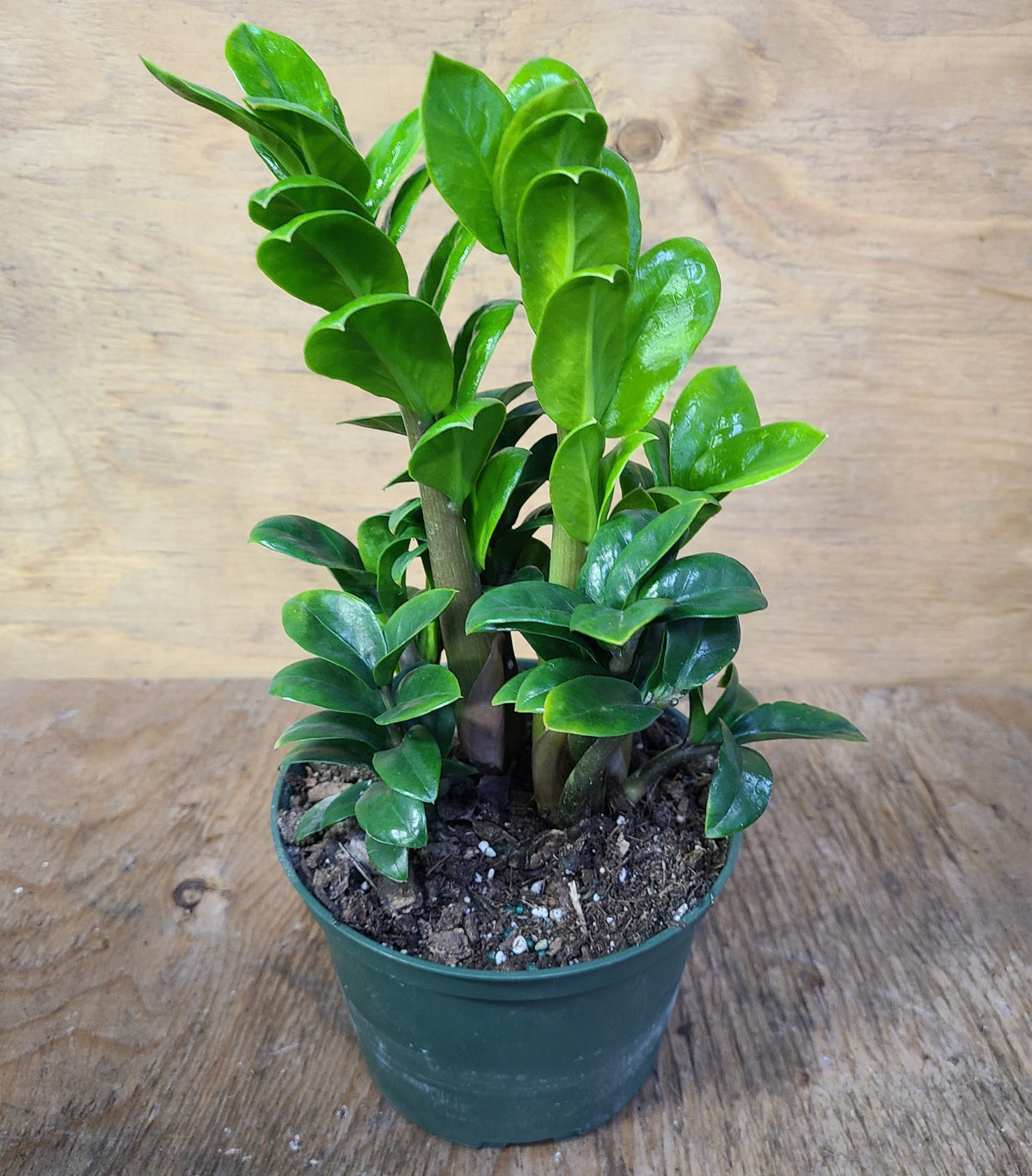 Zamioculcas zamiifolia (ZZ) - 'Zenzi'