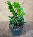 Zamioculcas zamiifolia (ZZ) - 'Zenzi'
