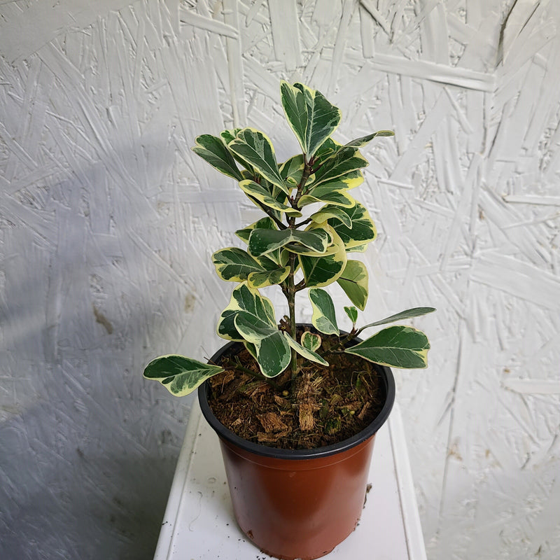 Ficus Triangularis 4"