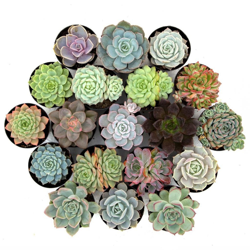 succulent plants ottawa Succulent Bulk Pack