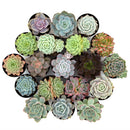 Succulent Bulk Pack