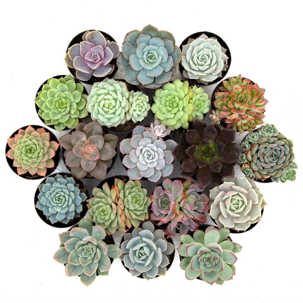 Succulent Bulk Pack