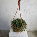 Peperomia Prostrata - String of turtles