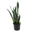 Sansevieria - Black coral