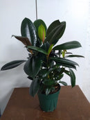 Ficus Elastica