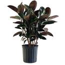 Ficus Elastica