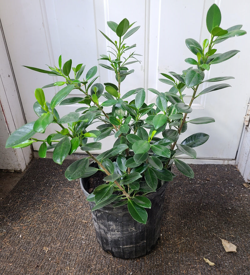 Buisson Ficus Moclame