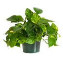 Épipremnum aureum - Pothos 'Golden'.