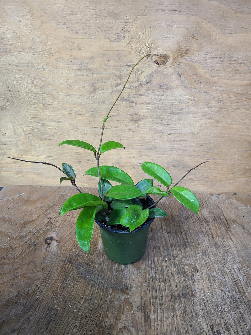 Hoya Carnosa - Green