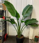 Strelitzia Nicolai - Bird of Paradise