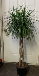 Dracaena Marginata Braided