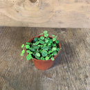 Peperomia Prostrata - String of turtles