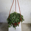 Peperomia Prostrata - String of turtles