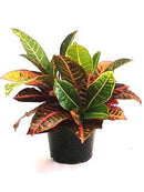 Codiaeum variegatum - 'Petra'