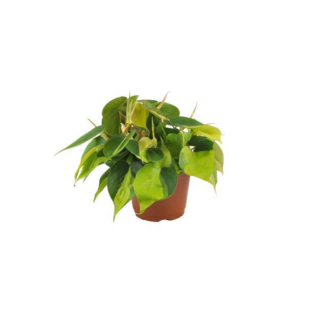Philodendron Cordatum - 'Brasil'