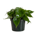 Philodendron Cordatum - vert
