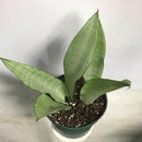 Sansevieria 'moonshine'