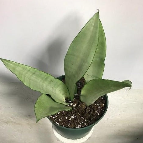 buy snake plant ottawa Sansevieria 'moonshine'