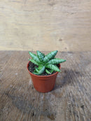 Sansevieria Exotic - Étoile de mer