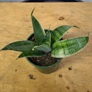 Sansevieria - Night owl