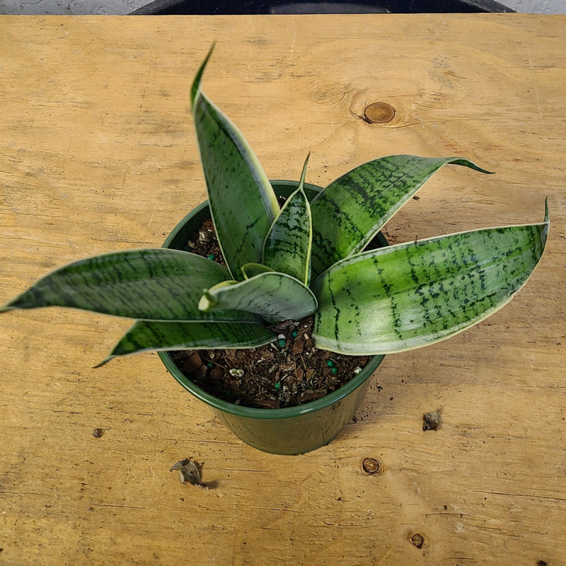 sansevieria night owl size Sansevieria