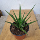 Sansevieria - Silver nymph