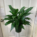 Spathiphyllum
