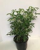 Schefflera arboricola