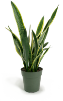 Sansevieria - Laurentii