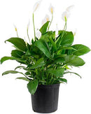 Spathiphyllum