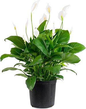 spathiphyllum anthurium Spathiphyllum