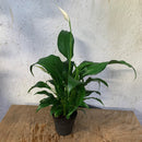 Spathiphyllum
