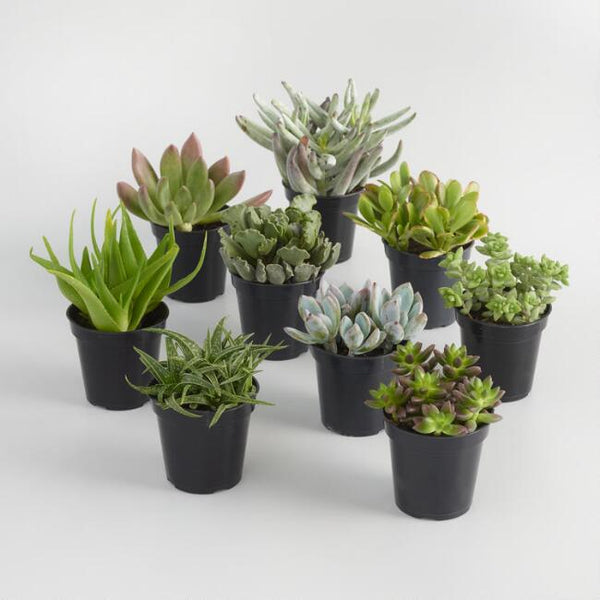 succulents ottawa Succulent Bulk Pack