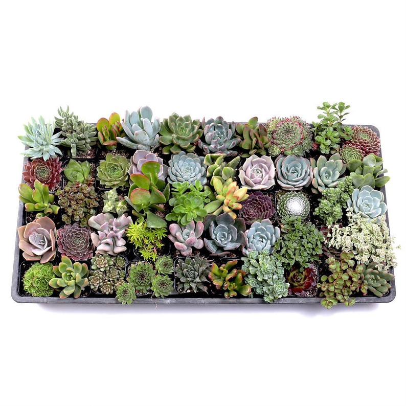succulent plants ottawa Succulent Bulk Pack