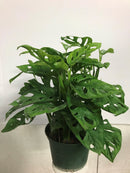 Monstera Adansonii - Swiss Cheese Plant