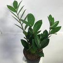 Zamioculcas zamiifolia (ZZ)